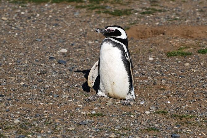 Half Day Sailing Magdlena Island Penguin Colony P.Arenas October to March Only - Preparing for the Excursion