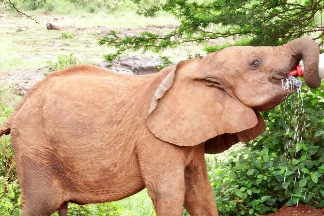 Half Day Tour to Elephant Orphanage & Giraffe Centre Nairobi - Booking and Cancellation Policy