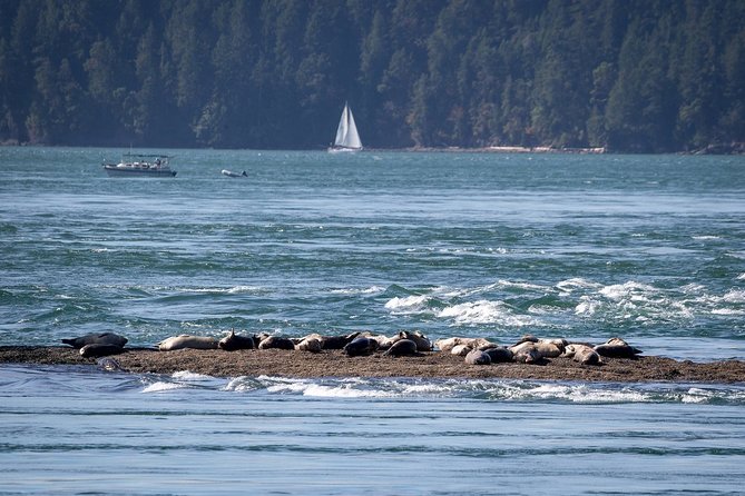 Half-Day Whale Watching Adventure From Vancouver - Tips for a Great Experience