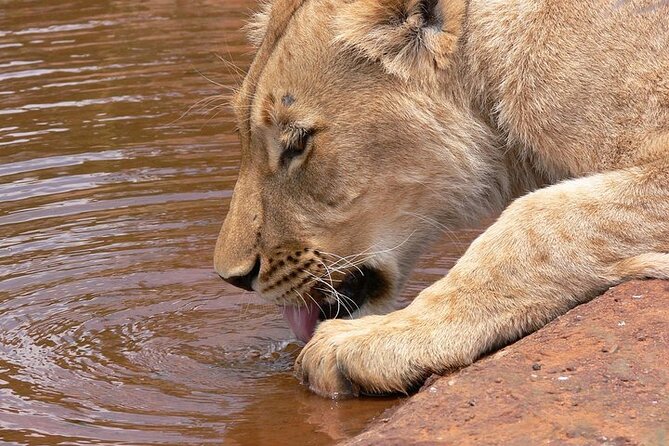 Half Day Wildlife Tour to Nairobi National Park Game Drive With Pickup/Drop off - Flexible Cancellation Policy