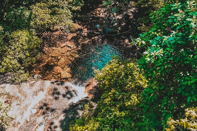 Hiking in the Black River Gorges National Parc - Native Forest - Customer Reviews and Feedback