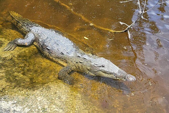Hiking + Kayaking Tour in Everglades National Park W/ Wet Walk! - Things To Known
