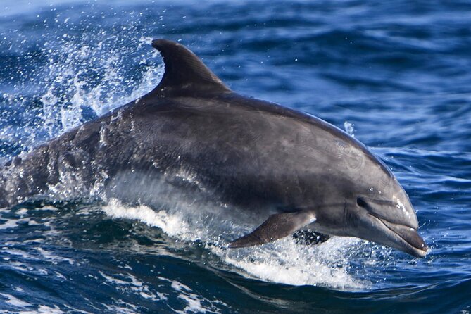 Hurghada Boat Trip to See Dolphins With Snorkeling and Lunch - About the Tour Operator