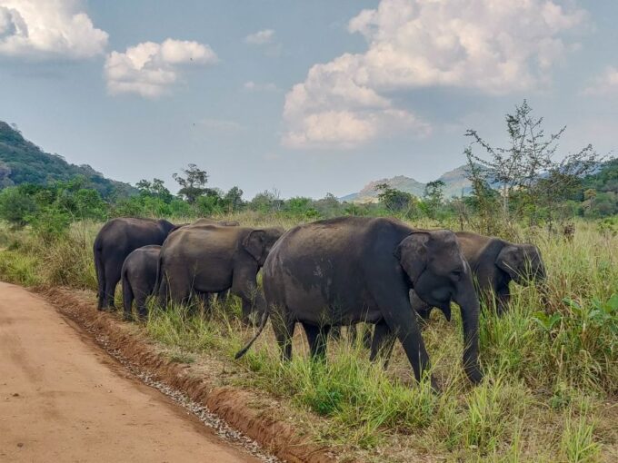 Hurulu Eco Park: 3-Hour Morning or Evening Safari - Frequently Asked Questions