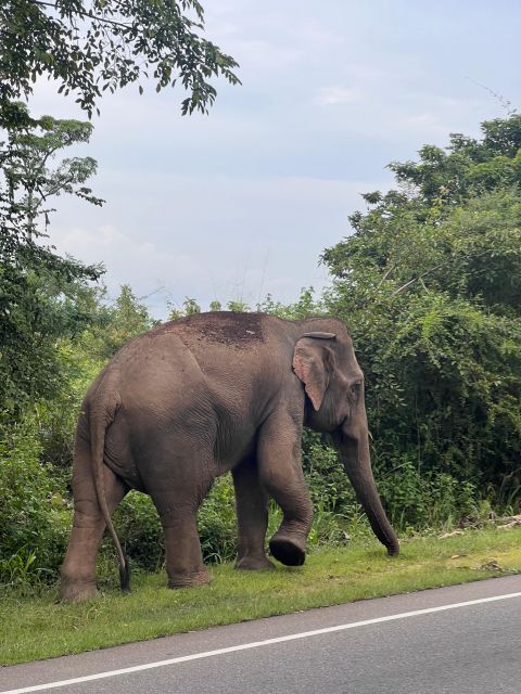 Hurulu National Park Safari Minneriya - Highlights of the Safari