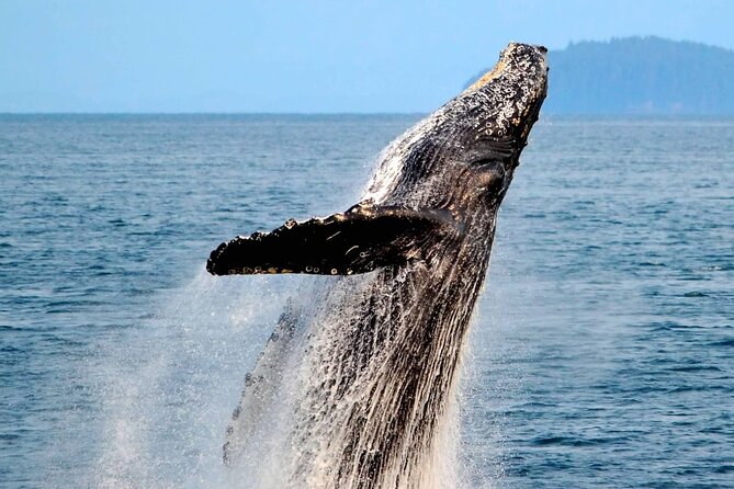 Icy Strait Whale & Wildlife Endeavor - Tour Features and Amenities