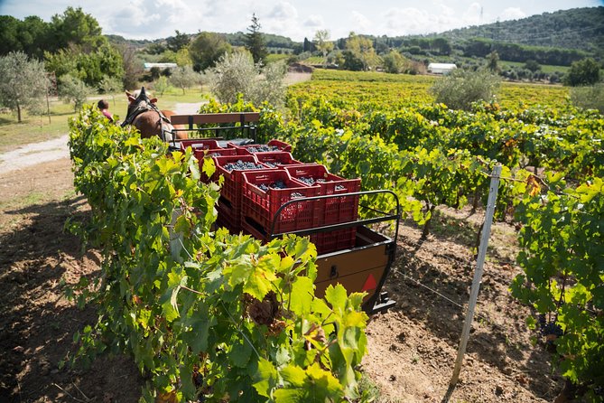 In a Carriage Among the Vineyards, Visit of the Cellar, Tasting of Organic Wines. - About Casadei Estate