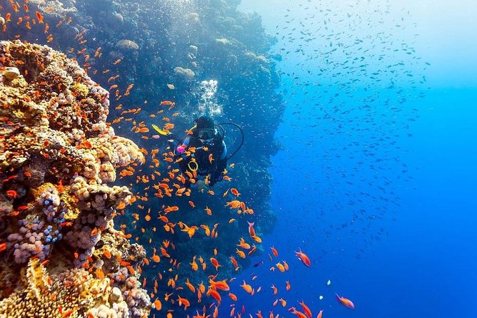 Intro Scuba Diving Beginners Full Day Boat Trip 2 Stops Diving & Lunch– Hurghada - Additional Costs and Fees
