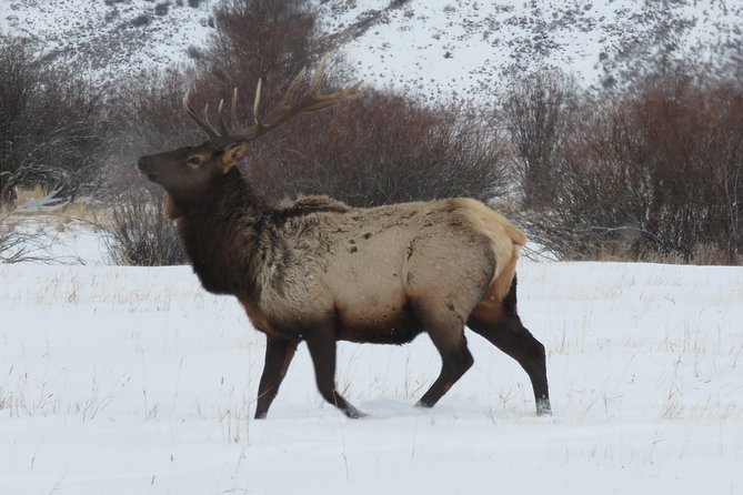 Jackson Hole & Grand Teton Park - Half-Day Wildlife Tour - Morning - Spotting Wildlife