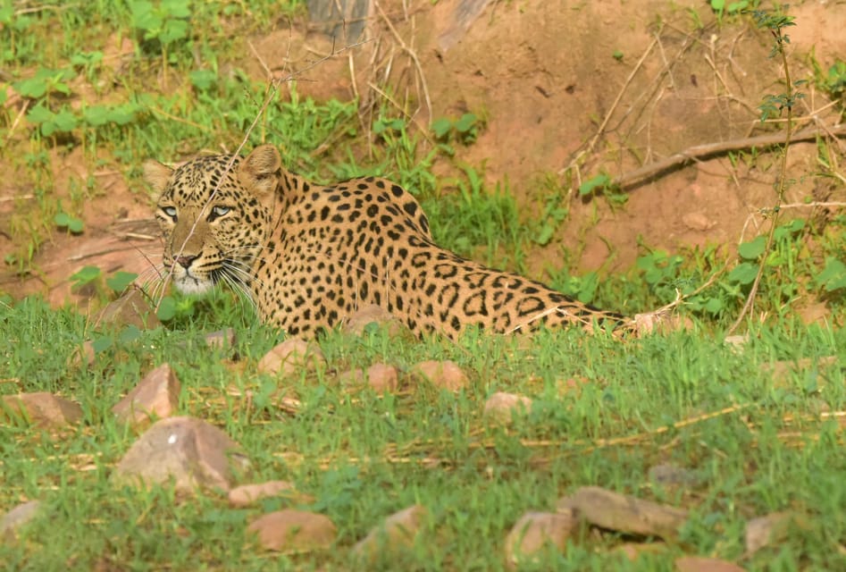 Jaipur: Private Guided Safari at Amagarh Leopard Reserve - Booking and Policies