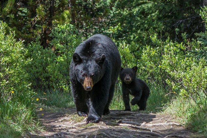Jasper Evening Wildlife Tour - Customer Feedback