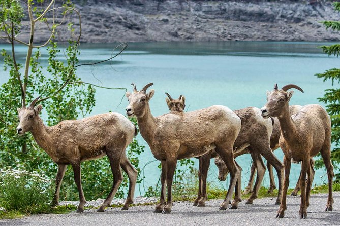 Jasper Wildlife and Waterfalls Tour With Maligne Lake Hike - Reviews and Experiences
