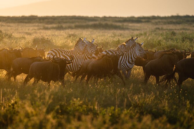 Joining Safari Three Days From Mwanza - Booking Information
