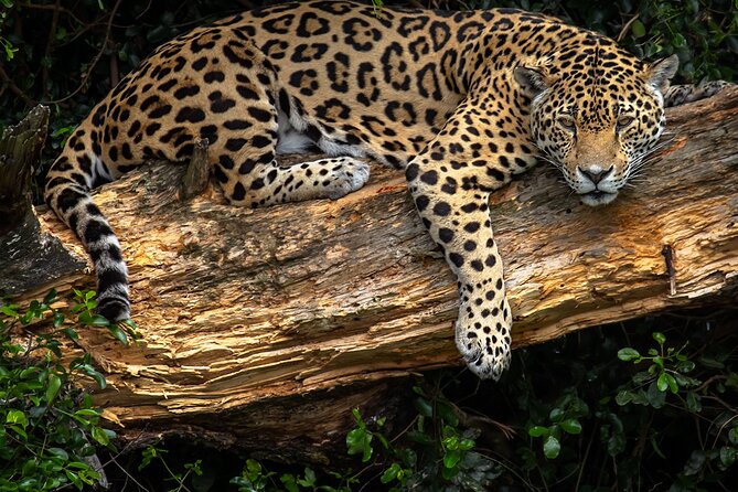 Jukani Wildlife Sanctuary Admission With Guided Tour - Accessibility Features