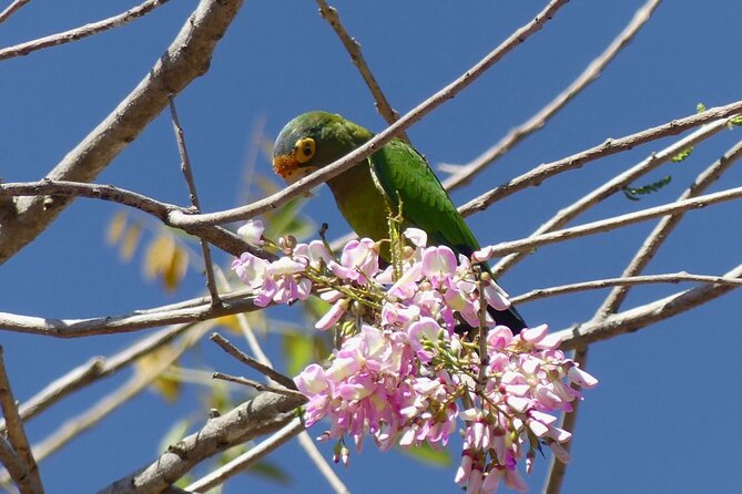 Jungle Safari in Playa Samara - Additional Offerings
