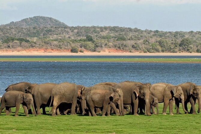 Kandy to Sigiriya and Dambulla Private Day Tour - Booking Information