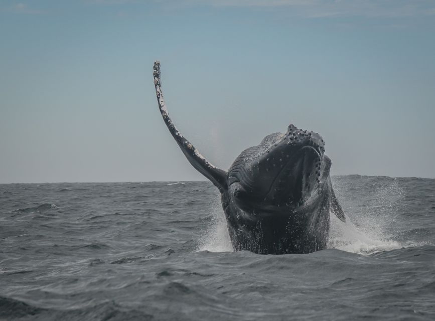 Knysna: Close Encounter Whale Watching Tour by Boat - Customer Experiences