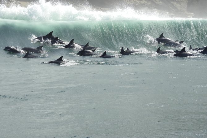 Knysna Marine Life & Garden Route Coastline Experience - Exploring Knysnas Marine Life