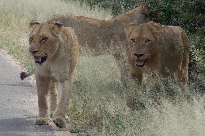 Kruger National Park - Private Sunrise Half Day Safari Trip. - Booking Your Safari