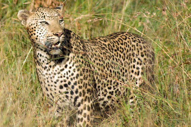 Kruger National Park, Safari Game Drive. - Traveler Reviews and Recommendations