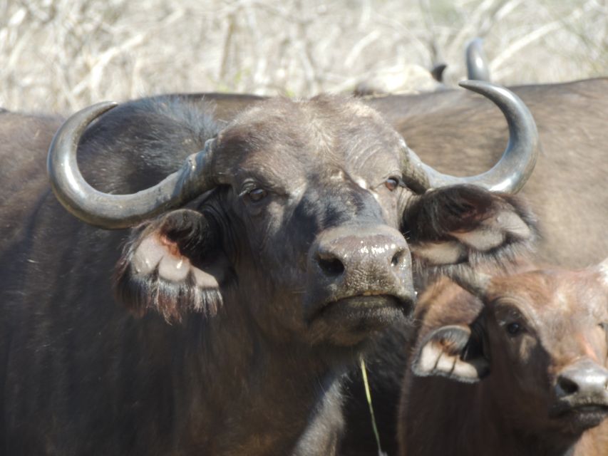 Kruger National Park: Wildlife-Watching Safari - Preparing for the Safari