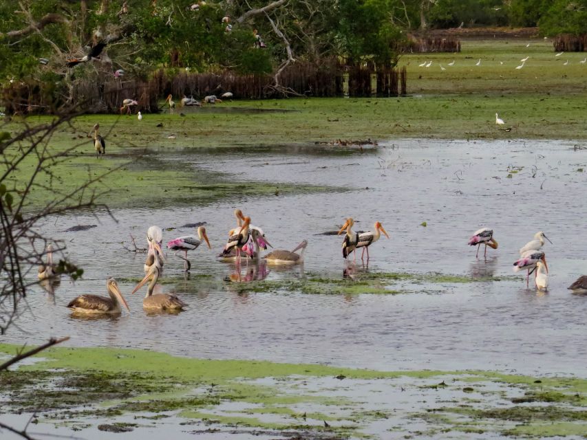 Kumana: Private 3-Hour Kumana National Park Safari - Frequently Asked Questions