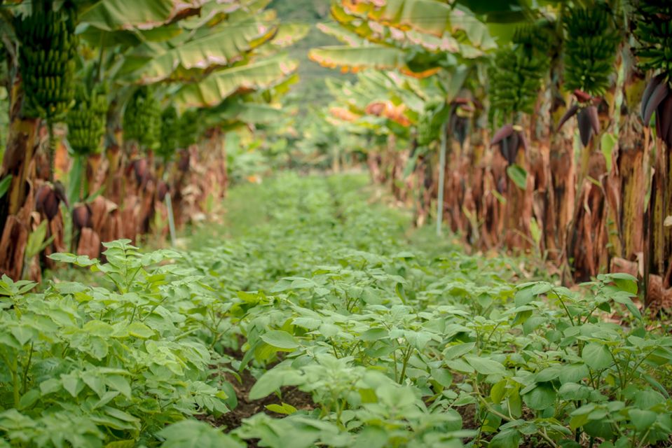 La Orotava: Eco-Banana Plantation Tour With Banana Liquor - Frequently Asked Questions