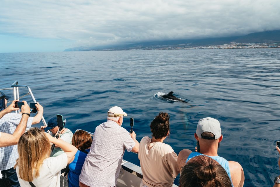 Los Cristianos: Eco-Yacht Whale Watching Cruise With Swim - Customer Reviews and Ratings