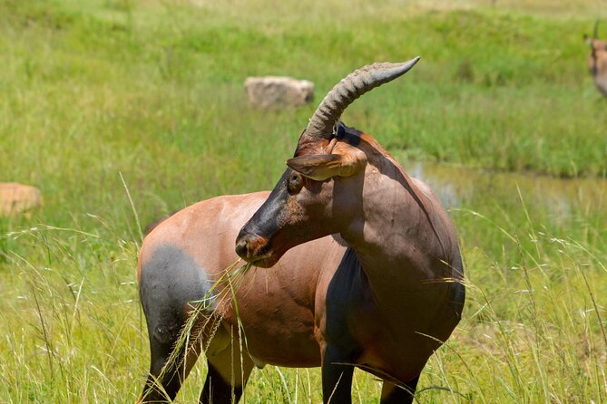 Maasai Mara National Reserve 3-Day Safari - Cancellation Policy and Accessibility