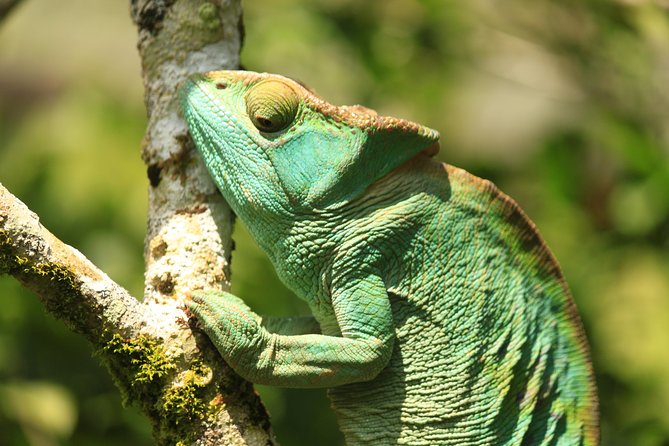 Madagascar Wildlife Tour for 02 Days - Important Considerations