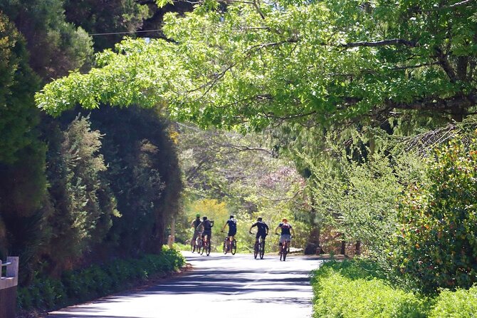 Madeira Island Guided Mountain Biking Adventure - Highlights of the Journey
