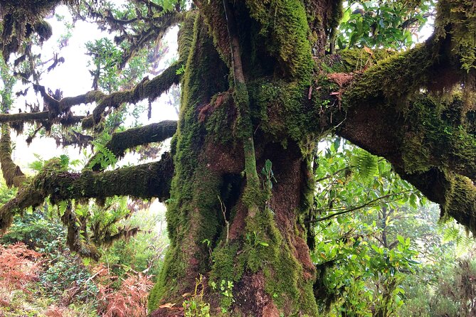 Madeira: Private Guided Walk Vereda Fanal PR13 - Preparing for Your Hiking Adventure