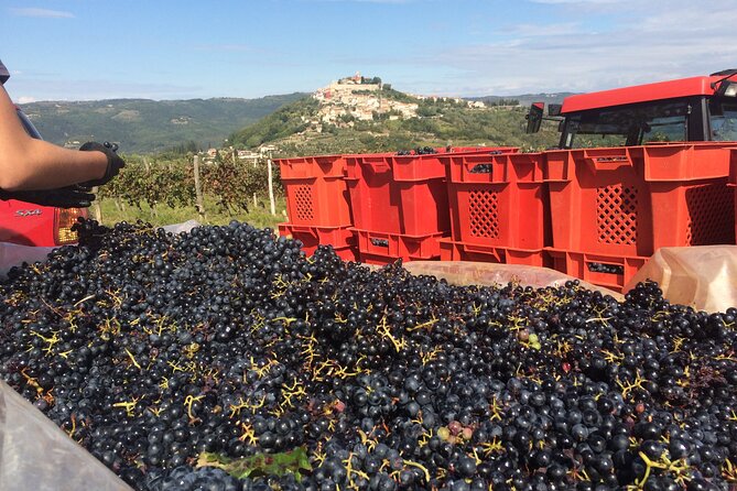 Magical Istria - Exceptional Tour Reviews
