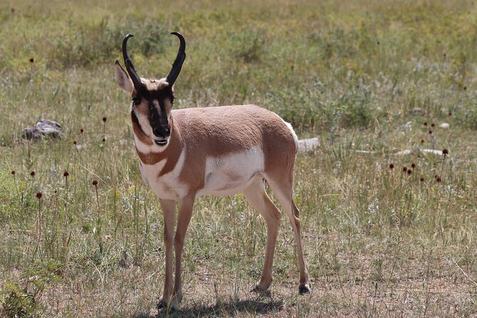 Majestic Landscapes: Badlands, Wall Drug, and Agate Hunts - Important Information
