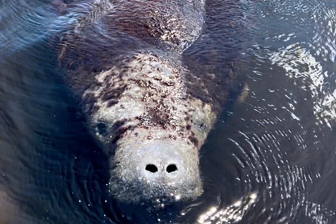 Manatee, Dolphin and 10,000 Islands Sunset Cruise! - Customer Perspectives and Ratings