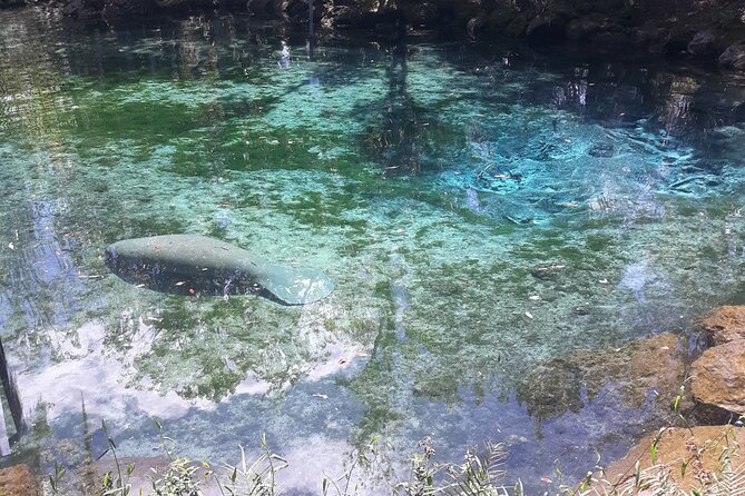 Manatee Kayak Encounter - Tips for Your Kayak Adventure