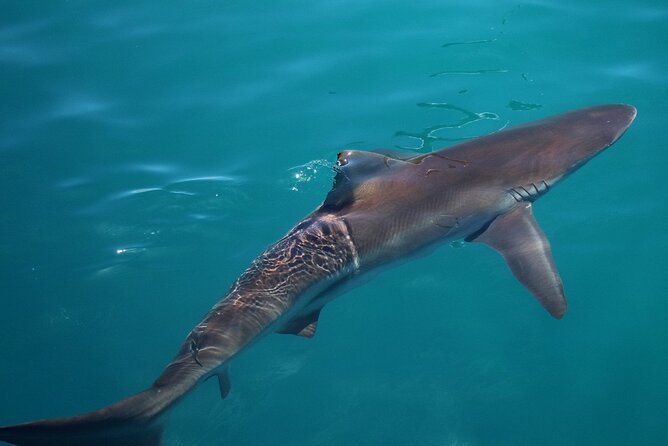 Marine Big 5 Safari With Transport From Hermanus - Conservation and Environmental Impact