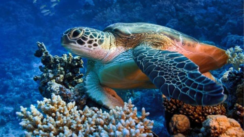 Marsa Alam: Snorkeling Boat Trip With Sea Turtles and Lunch - Best Time to Go