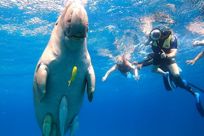 Marsa Mubarak Snorkeling With Dugong and Turtles - Marsaalam - Booking and Confirmation Process