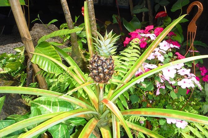 Maui Island Private Day Tour - Dining and Exploration Tips