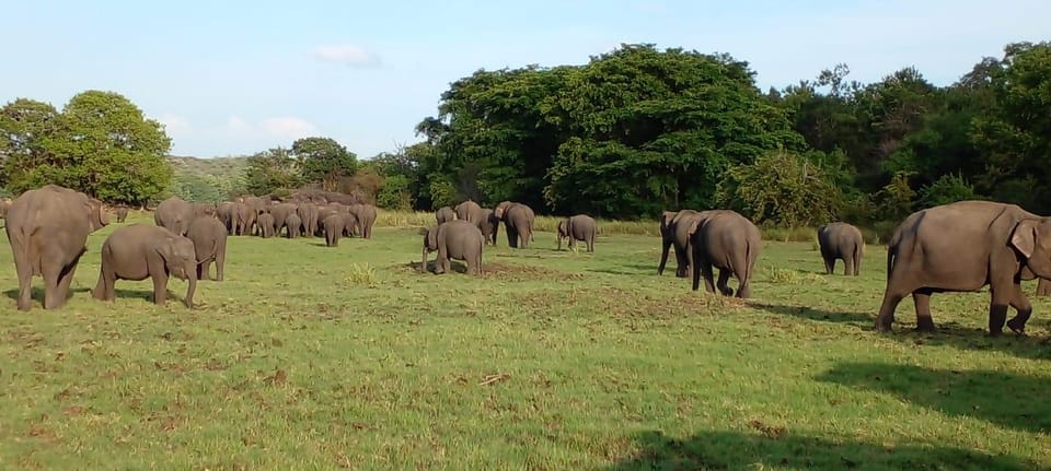 Minneriya National Park Excursion - Visitor Recommendations