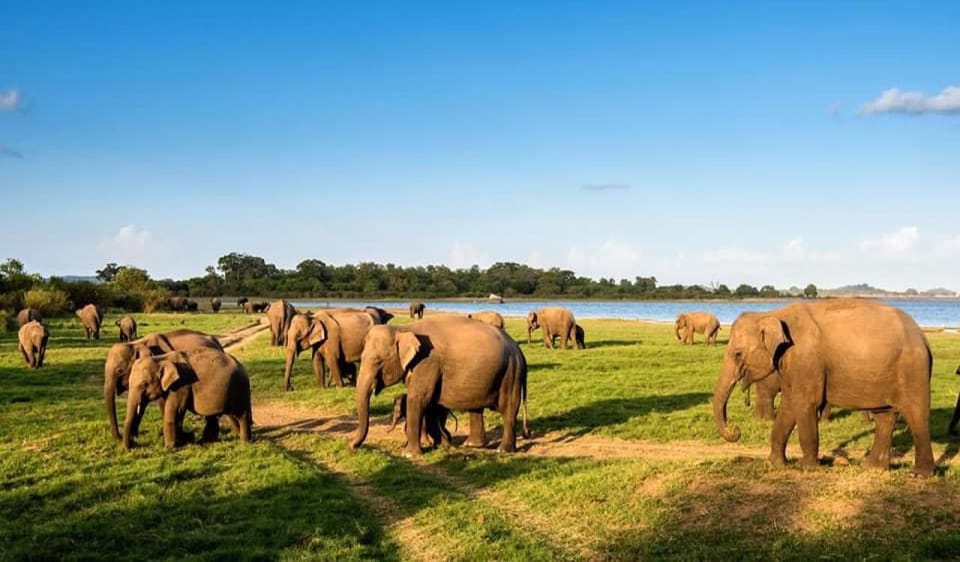 Minneriya National Park Private Safari Tour - Cancellation Policy