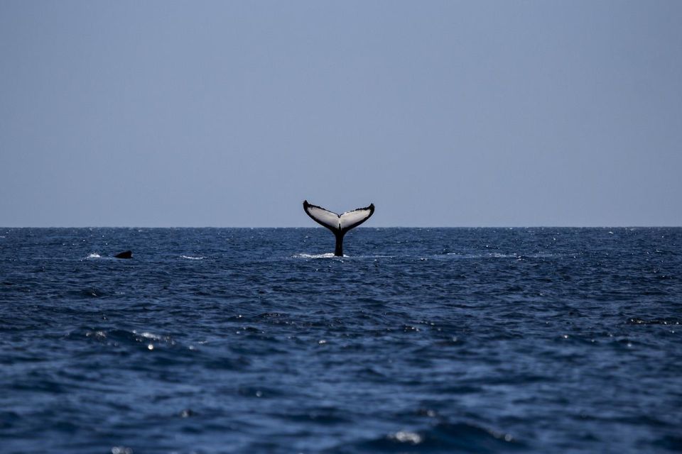 Mirissa Whale Watching Experience With Seafood Lunch - Inclusions and Amenities