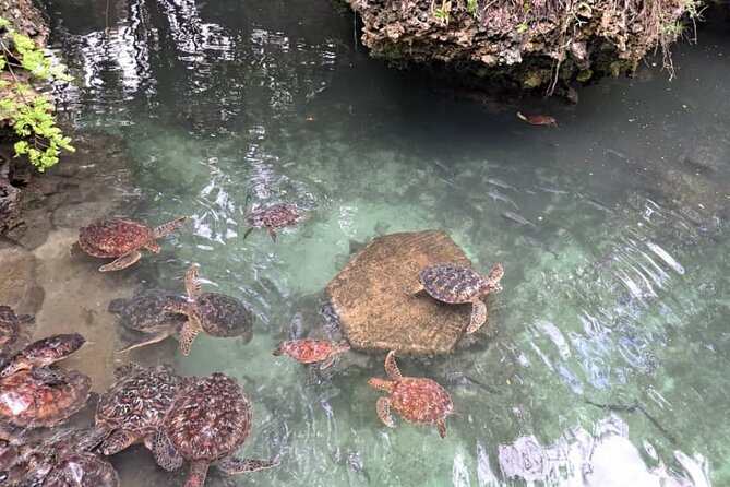 Mnemba Snorkeling, Dolphin and Baraka Natural Aquarium - Customer Experiences