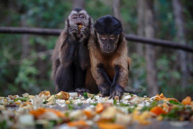 Monkeyland Guided Tour in Plettenberg Bay - Cancellation Policy