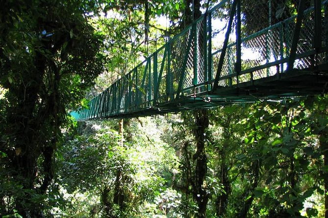 Monteverde Cloud Forest Hanging Bridges - Wildlife Sightings and Encounters