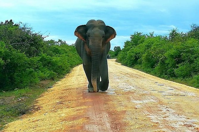 Morning 07 Hour Private Safari at Yala National Park by Yala La Safari Tours - Booking Information and Contact Details