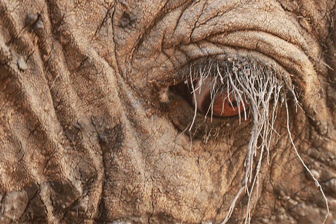 Morning Game Drive Safari Near Hoedspruit - Tips for Your Safari