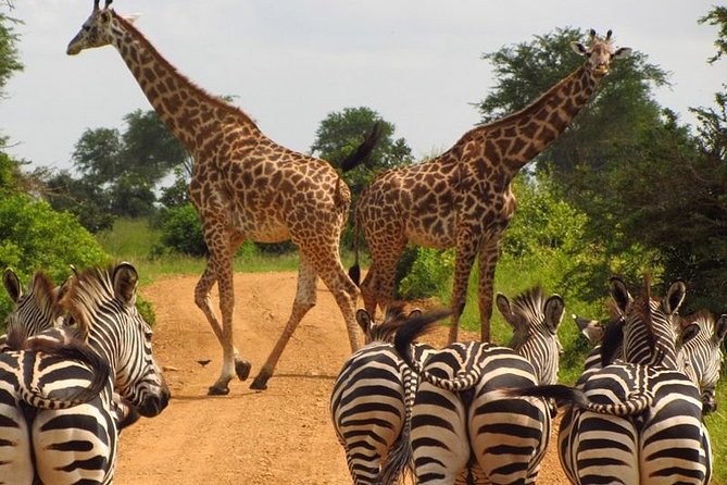 Nairobi Airport Layover Half Day Tour to Nairobi National Park - Frequently Asked Questions