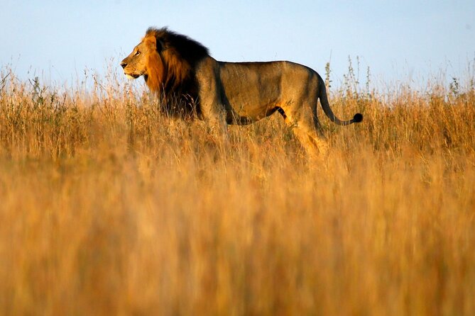 Nairobi National Park, Baby Elephant Orphanage and Giraffe Center - Conservation Efforts